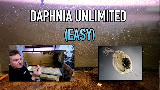 How I Raise Daphnia Water Fleas And You Can Too [upl. by Gilson773]