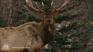 Jasper National Park [upl. by Ysus574]