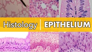 Histology  Epithelium [upl. by Spiegleman]