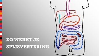 Hoe werkt je spijsvertering  Voedingscentrum [upl. by Anika]