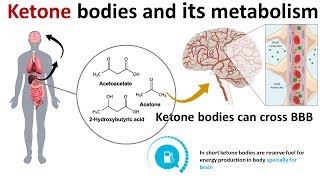 ketone bodies and its metabolism [upl. by Rahm772]