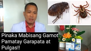 Pinaka Mabisang Gamot Pamatay Garapata At Pulgas [upl. by Kalle47]