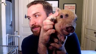 Why You Shouldnt Get a Mini Pig [upl. by Ireg]