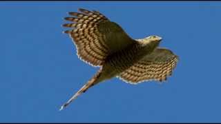 Sparrowhawk Bird Call Bird Song [upl. by Remark192]