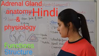 Adrenal gland anatomy amp physiology in Hindi  functions  structure  Rj Medical Education [upl. by Hsirrap657]