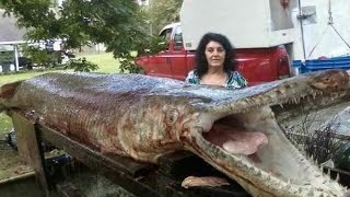 Worlds Biggest Gar Alligator [upl. by Osterhus]