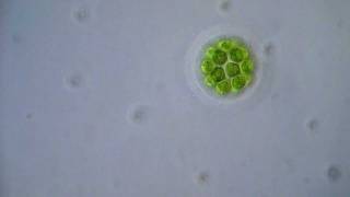 Pandorina Algae [upl. by Aiken]