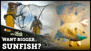 Why Are Bluegill Getting Smaller A ScienceBased Path to Better Fishing [upl. by Clough]