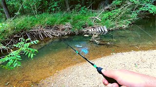 Action Packed Small Creek Fishing [upl. by Ennairol266]