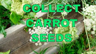 Never Buy Seeds Again  How to Collect Carrot Seeds [upl. by Hunter]