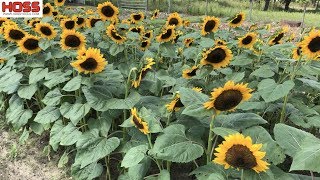 The EASY Way to Plant Rows of SUNFLOWERS [upl. by Sadiras242]