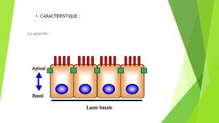 01 LÉPITHÉLIUM DE REVÊTEMENT [upl. by Leicester710]
