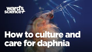 Caring and Culturing for Daphnia [upl. by Maria]