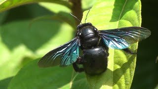 Carpenter bee Xylocopa documentary [upl. by Younger737]