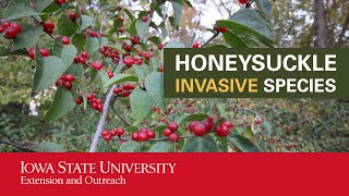 Honeysuckle Invasive Species [upl. by Einahpetse]