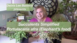 Succulents Simplified Portulacaria afra [upl. by Orsino]