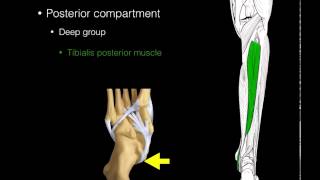 Posterior compartment leg muscles [upl. by Roger]