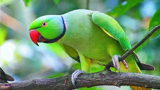 Ringneck Parrot Sounds Compilation [upl. by Airad]