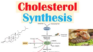 Cholesterol Synthesis  How Our Bodies Make Cholesterol [upl. by Neesay361]