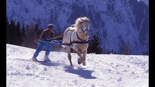 Skijoring  The Incredible Horse Skiing Sport [upl. by Eneleahs875]