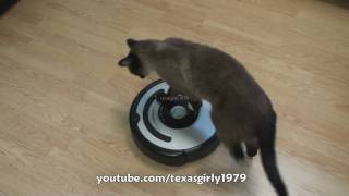 Cat shows HOW TO use iRobot Roomba Vacuum [upl. by Arraik868]