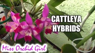 Cattleya orchids and their numerous hybrids [upl. by Refitsirhc]