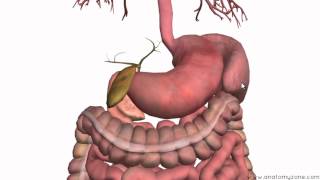 Introduction to the Digestive System Part 3  Intestines and Beyond  3D Anatomy Tutorial [upl. by Llekcor]