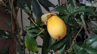 Why do Europeans only plant non edible Blue Passion Flower Passiflora caerulea [upl. by Tigdirb]