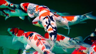 These Koi Fish Are Beautiful FIRST KOI FARM VISIT IN 2020 [upl. by Aman]