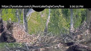 AvonLake EagleCam Live Stream [upl. by Aisatana]