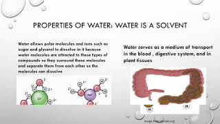 Chapter 24 Biological Molecules  Water [upl. by Hilel]