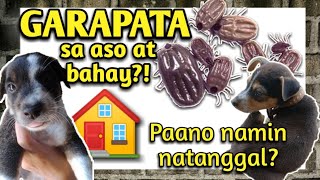 GARAPATA sa aso at bahay paano ba namin natanggal  VetCore plus review  Tonya Grays [upl. by Emlin825]