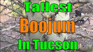 Tallest Boojum Tree in Tucson Arizona [upl. by Holub]