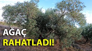 Obura Giden Zeytin Ağacında Budama [upl. by Treat]