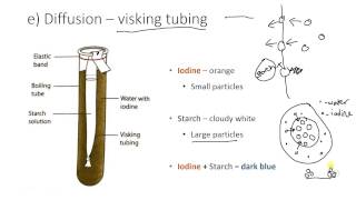 Visking tubing [upl. by Verna]