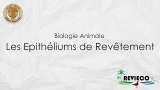 Les Epithéliums de Revêtement TP°1 [upl. by Kuo]