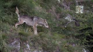 Lupo contro cinghiale ocinghiale contro lupo canis lupus italicus  sus scrofa [upl. by Aivull]