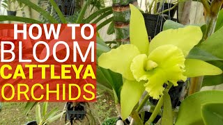 SECRETS OF MAKING CATTLEYA ORCHIDS TO FLOWER  HOW TO BLOOM TECHNIQUE [upl. by Ewnihc229]