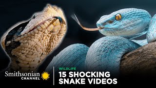 15 Shocking Snake Videos 🐍 Smithsonian Channel [upl. by Hazlip93]