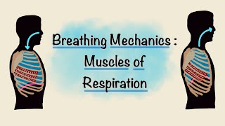 Muscles of Respiration  Breathing Mechanics  Respiratory Physiology [upl. by Oinafipe]