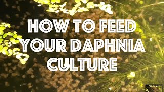 How To Feed Your Daphnia Culture [upl. by Oakes252]