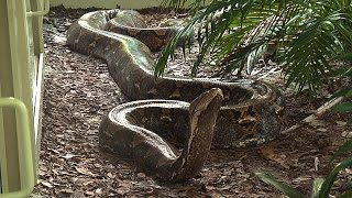 Giant 19 Foot 200 Pound Reticulated Python at Naples Zoo [upl. by Ymmor]