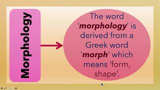 What is Morphology L3 [upl. by Bueschel]