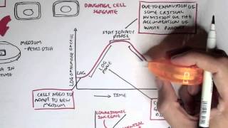 Microbiology  Bacteria Growth Reproduction Classification [upl. by Hnib86]