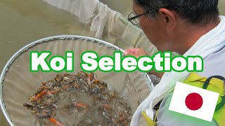 Koi fish selection in Japan  How baby Koi are selected KOI SELECTION GUIDE [upl. by Dodd]