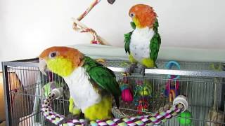 White Bellied Caique Pair [upl. by Dever508]