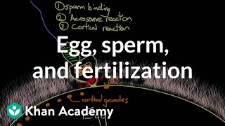 Egg sperm and fertilization  Behavior  MCAT  Khan Academy [upl. by Lorenz229]