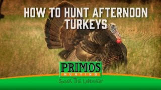 How to Hunt Afternoon Turkeys [upl. by Auqenat599]