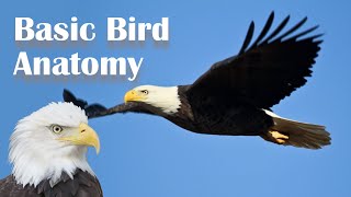 Basic Bird Anatomy [upl. by Birkett525]