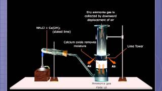 Preparation of Ammonia [upl. by Eiddet253]